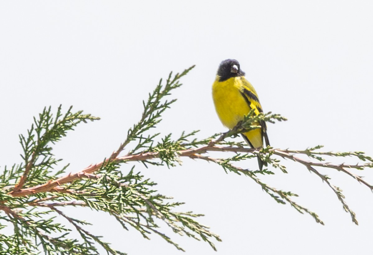 ズグロヒワ - ML646640617