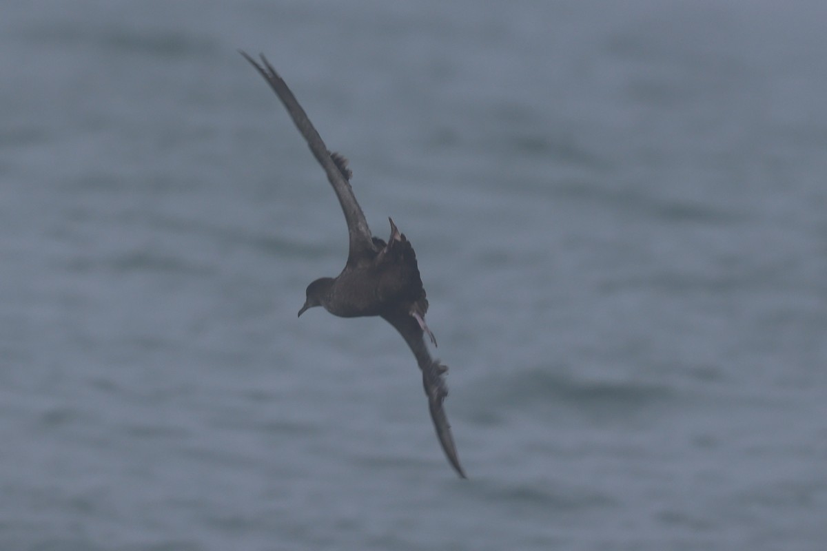 Short-tailed Shearwater - ML646640618