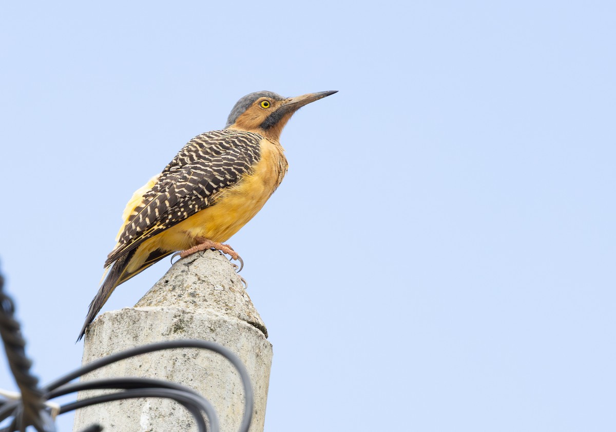 アンデスアレチゲラ - ML646640620