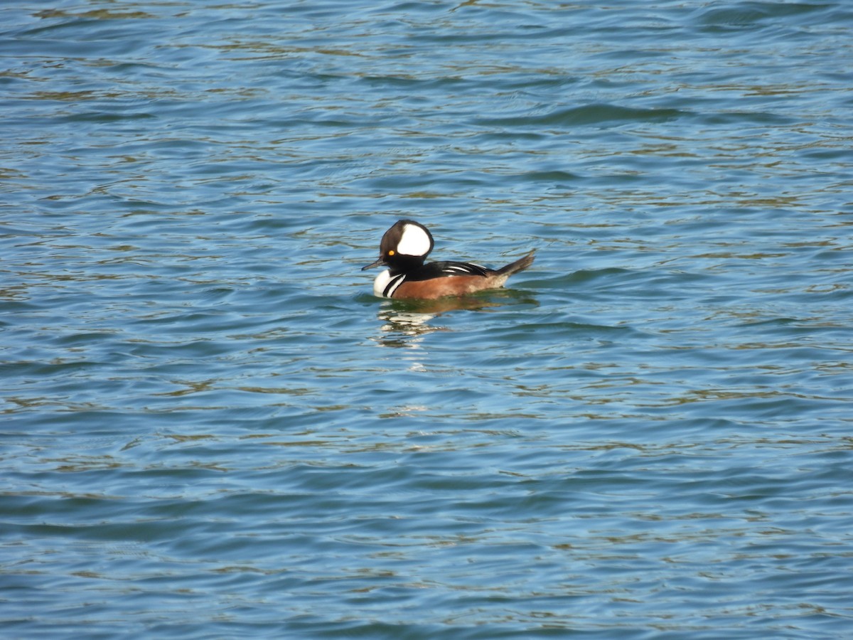 Hooded Merganser - ML646640626