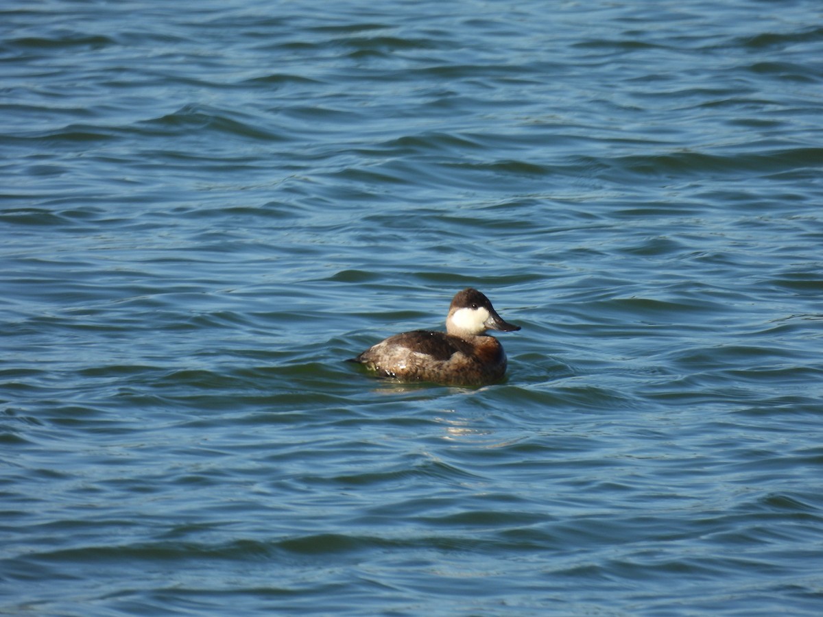 Amerika Dikkuyruğu - ML646640630