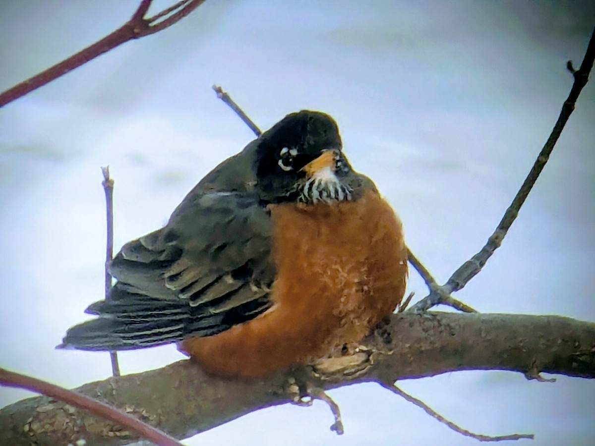 American Robin - ML646640632