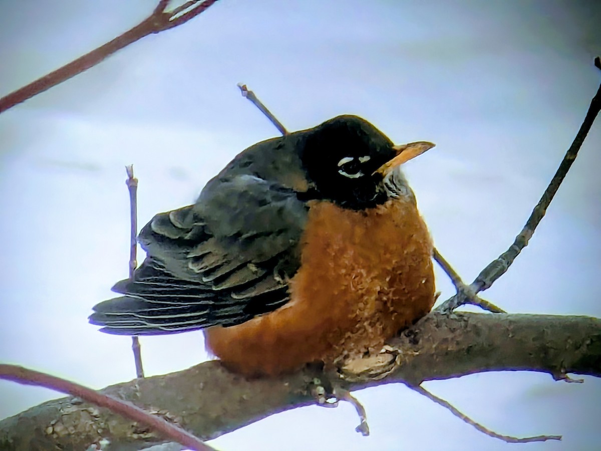 American Robin - ML646640633