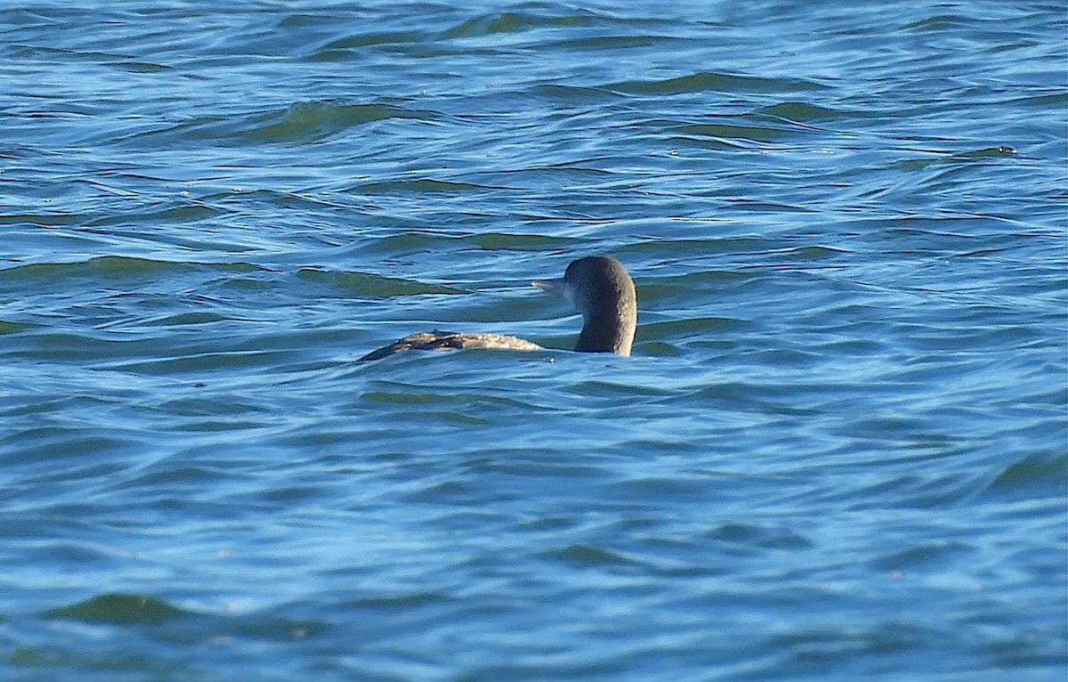 Red-throated Loon - ML646640638