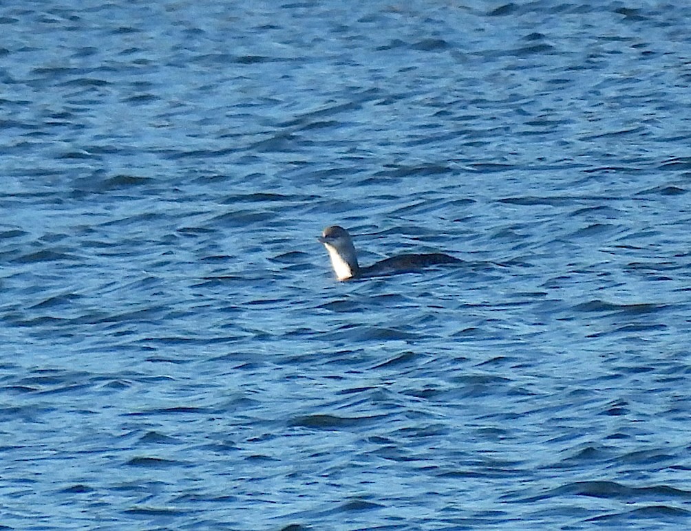 Red-throated Loon - ML646640639