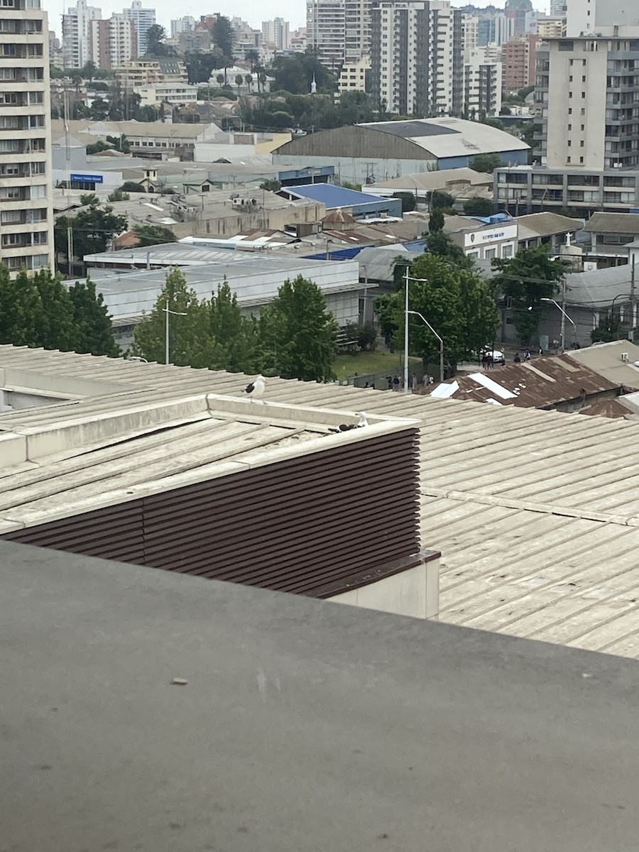 Kelp Gull (dominicanus) - ML646640642