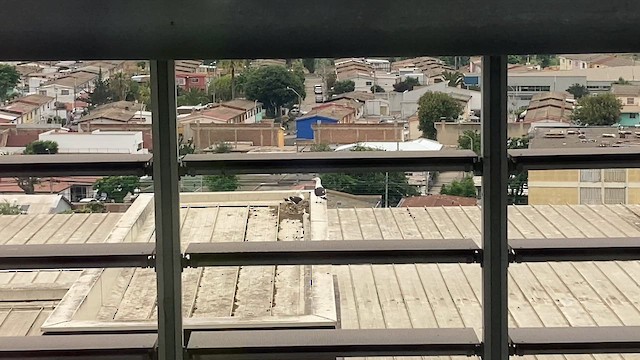 Kelp Gull (dominicanus) - ML646640644