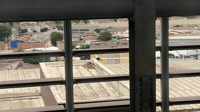 Kelp Gull (dominicanus) - ML646640645