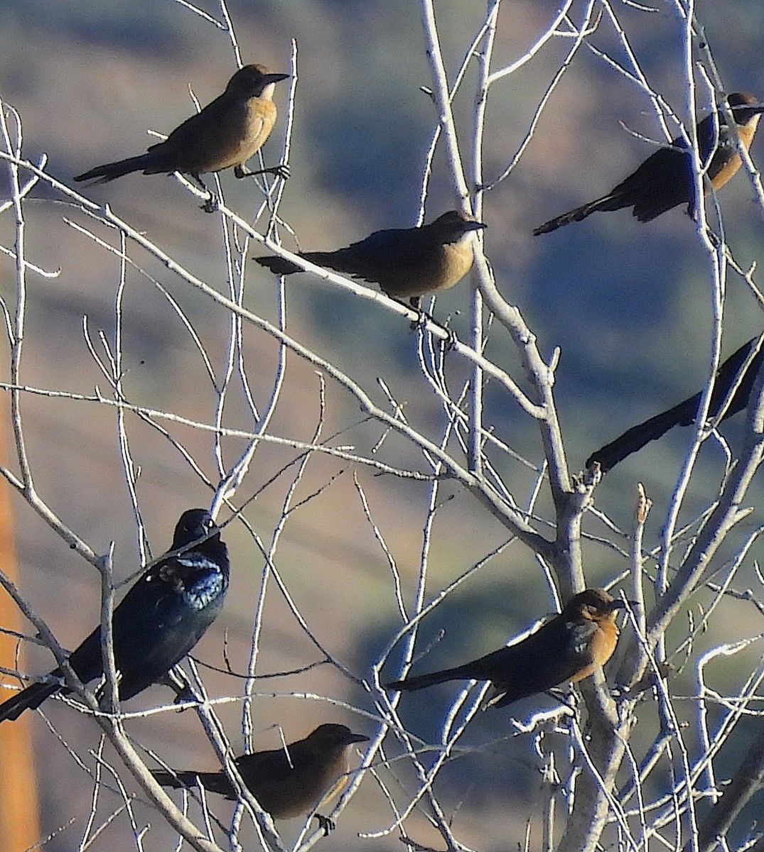 Great-tailed Grackle - ML646640647