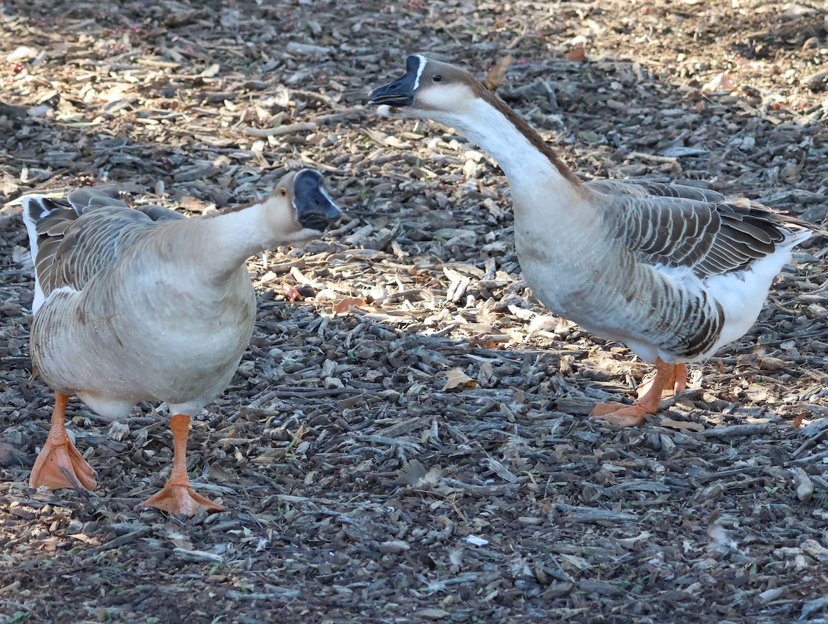 husa labutí (domestikovaná) - ML646640648