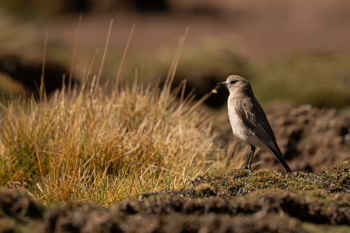 White-fronted Ground-Tyrant - ML646640652