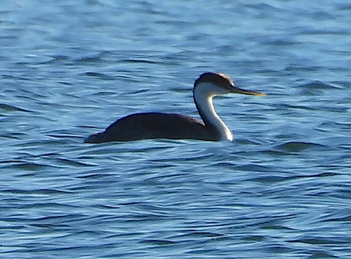 Western Grebe - ML646640657