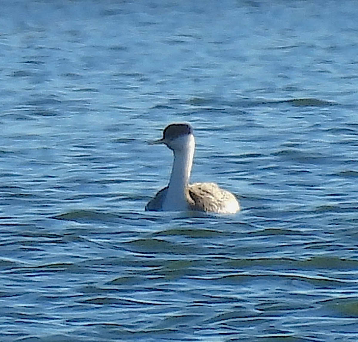 Western Grebe - ML646640658