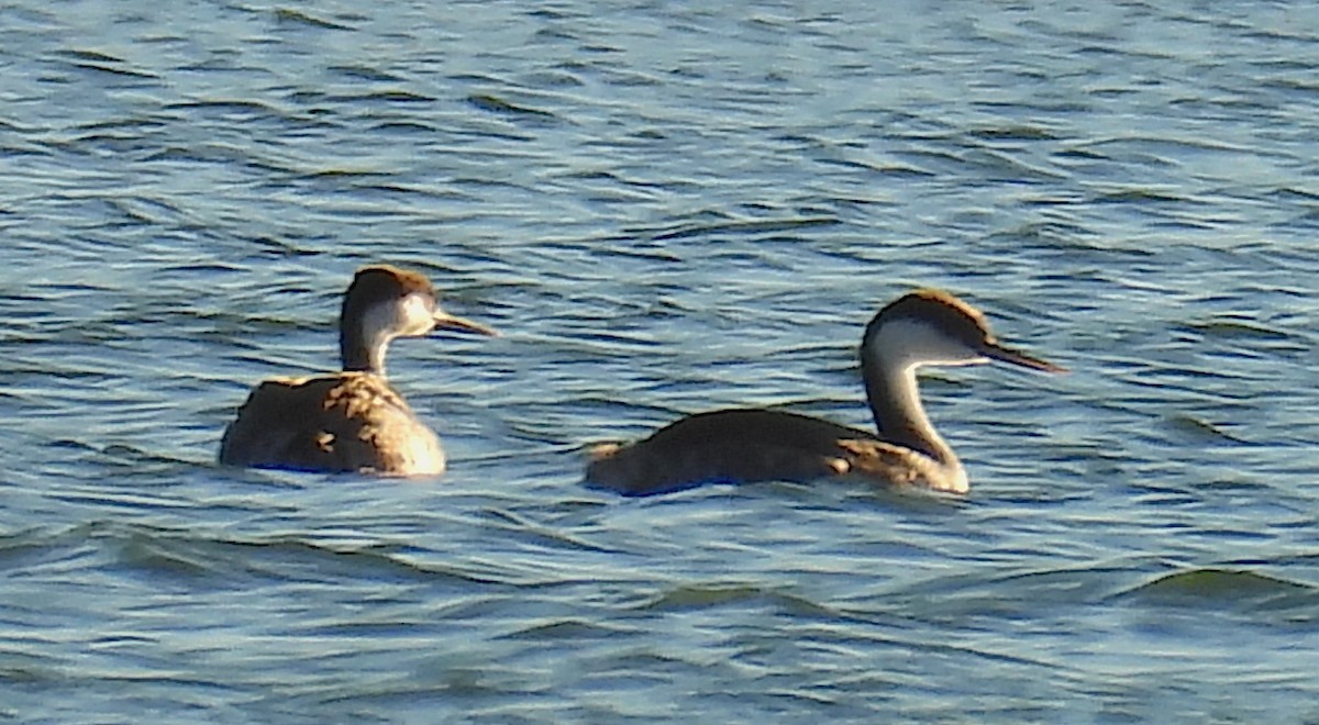 Western Grebe - ML646640659