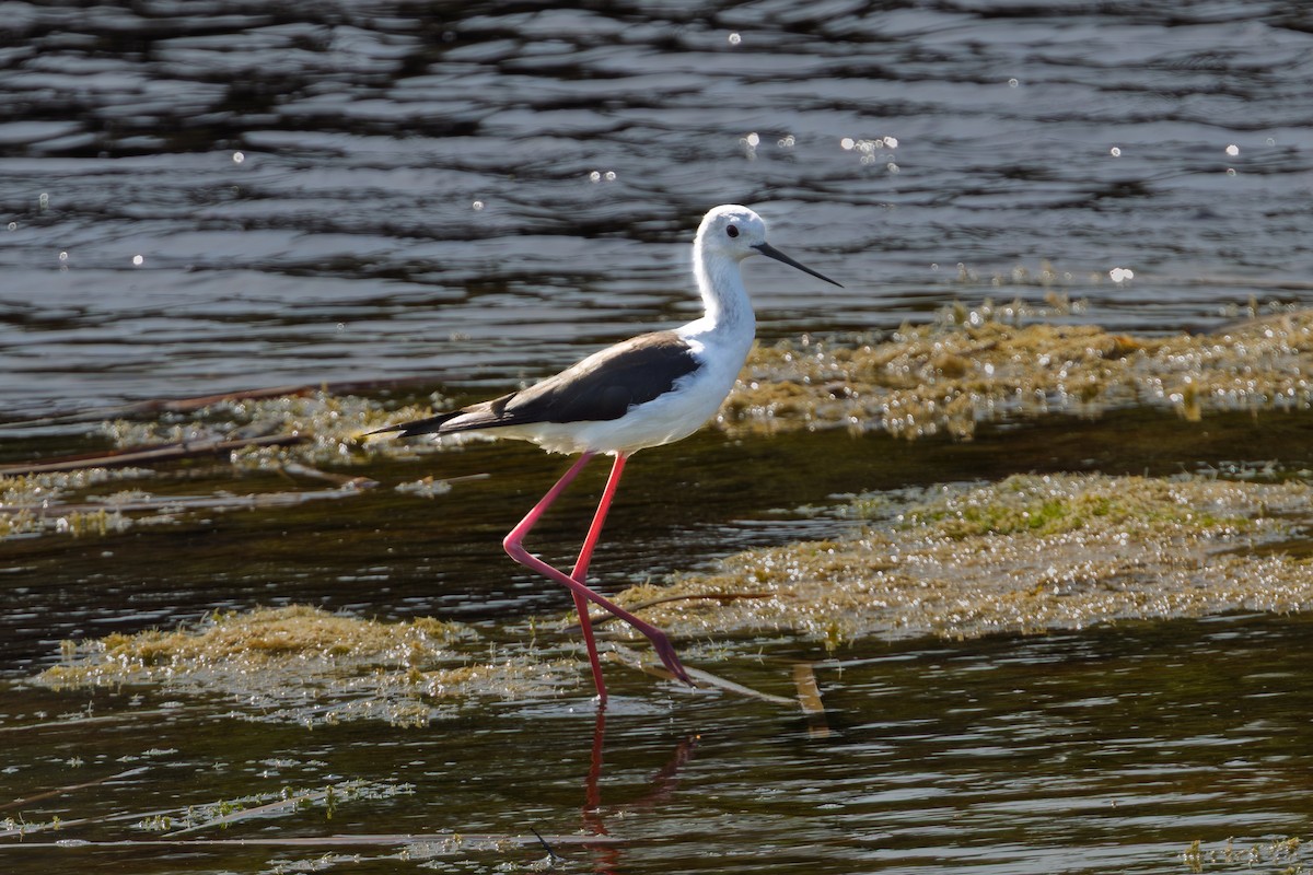 高蹺鴴 - ML646640660