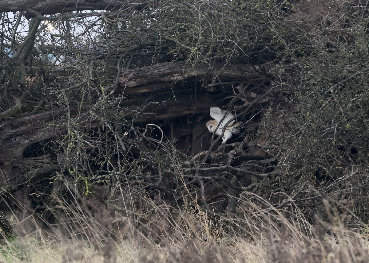 Western Barn Owl - ML646640662