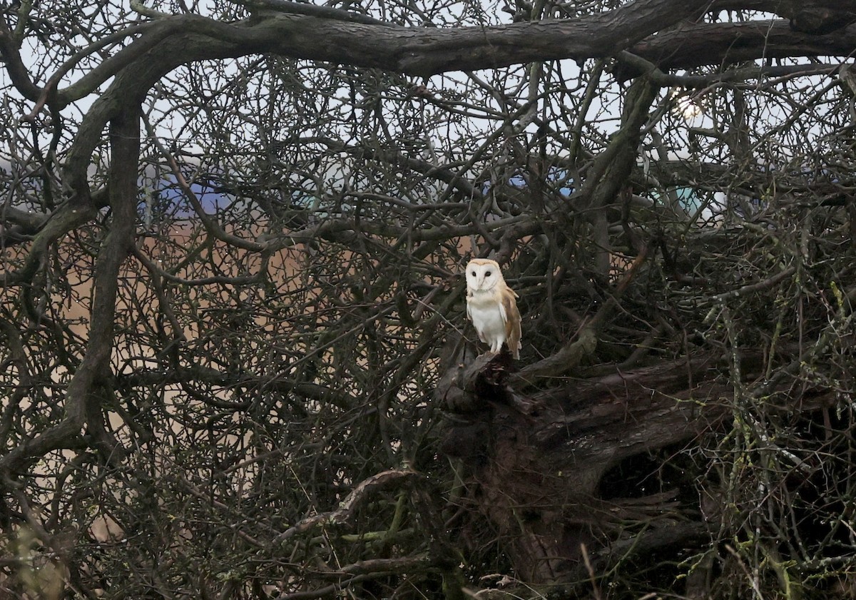 Western Barn Owl - ML646640663