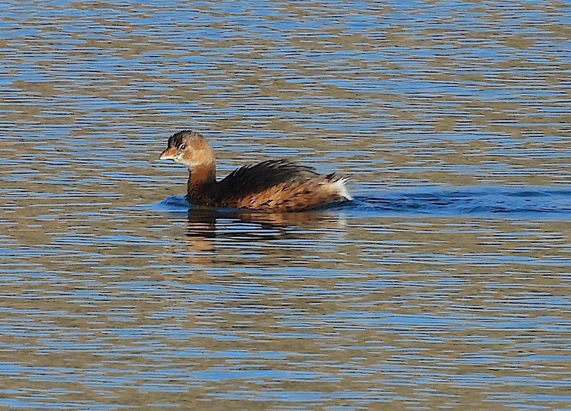 Pied-billed Grebe - ML646640666
