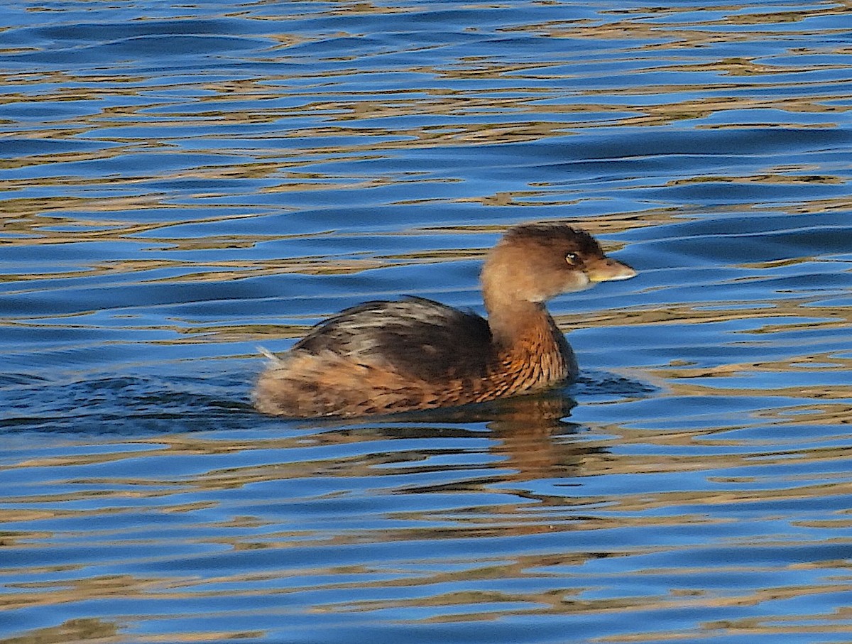 Pied-billed Grebe - ML646640667
