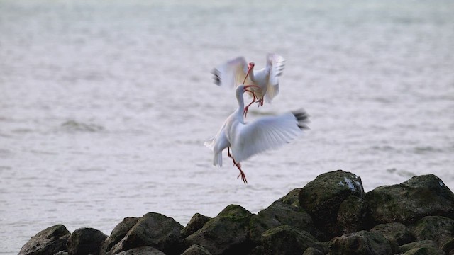 Corocoro Blanco - ML646640668