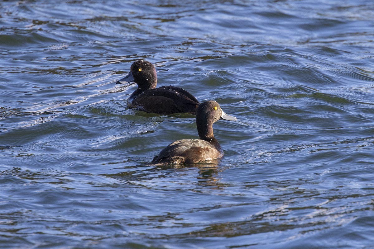 Новозеландская чернеть - ML646640669