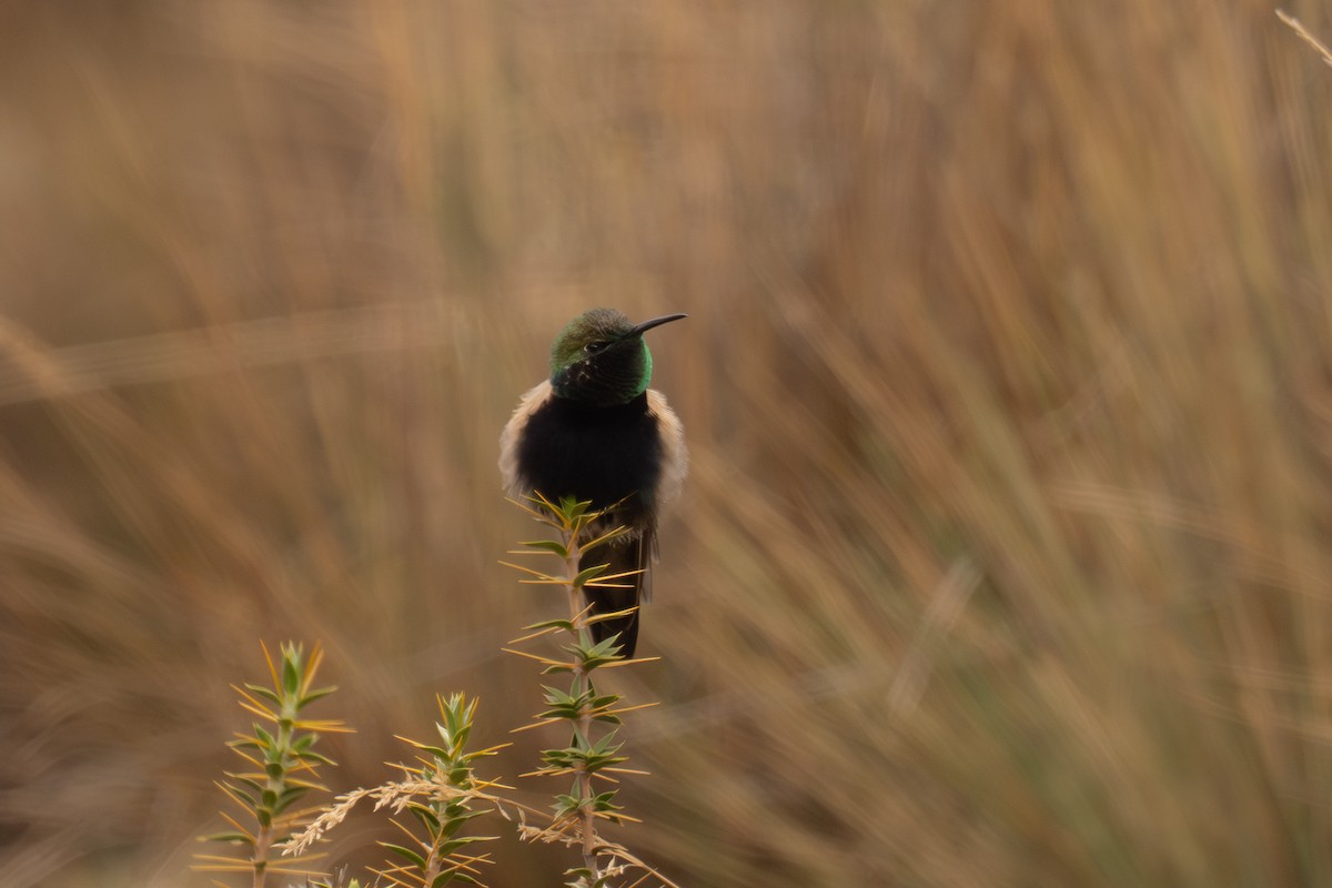 Black-breasted Hillstar - ML646640672