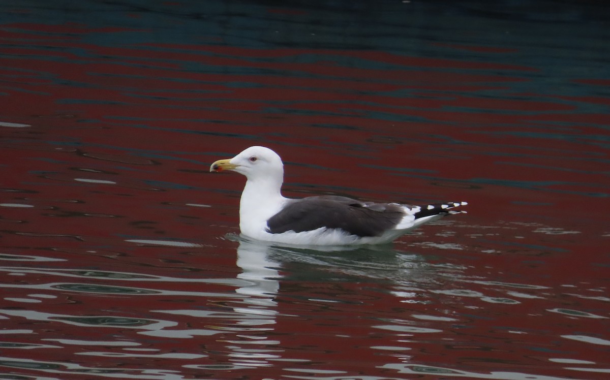 Great Black-backed Gull - ML646640675