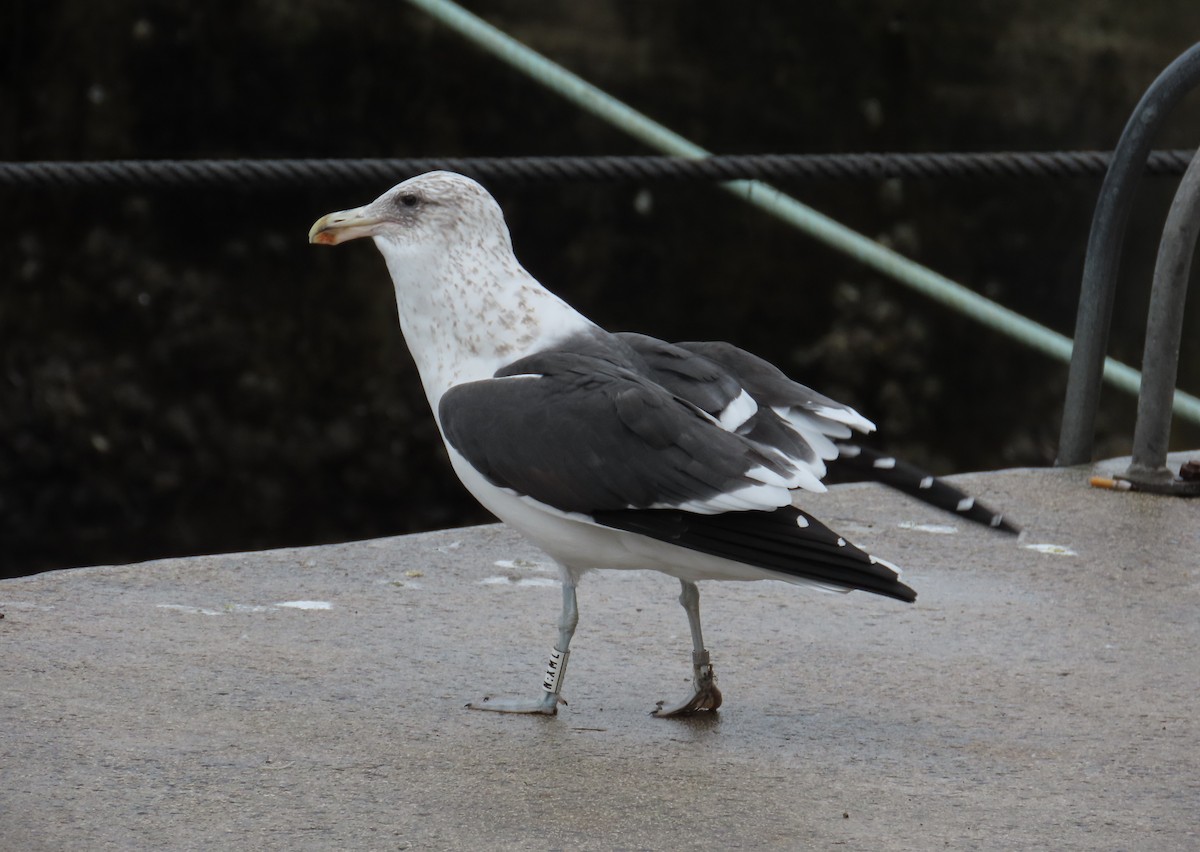Kelp Gull - ML646640679