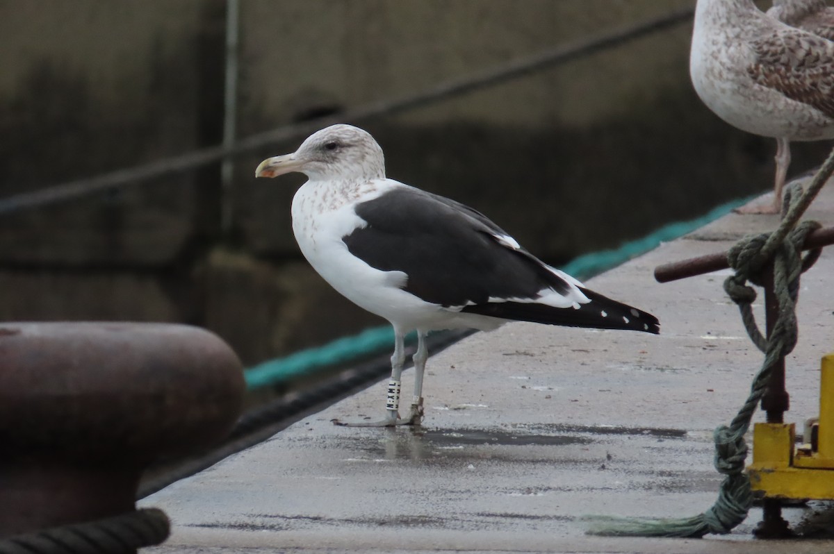 Kelp Gull - ML646640680