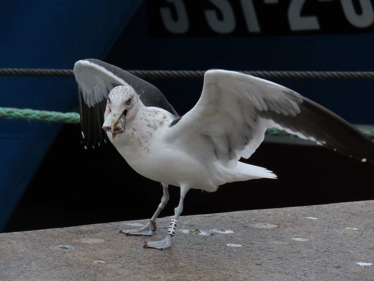 Kelp Gull - ML646640681