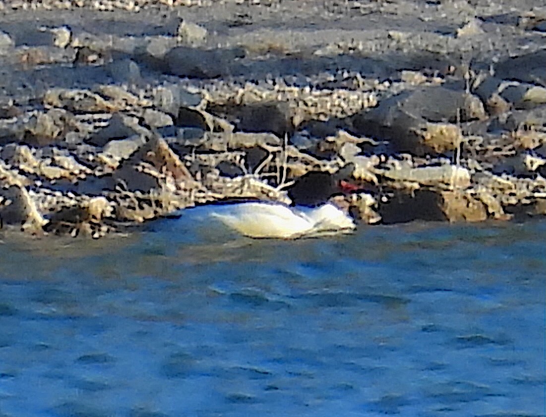 Common Merganser - ML646640684
