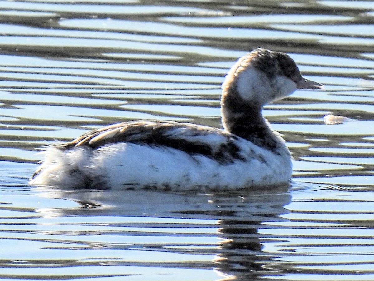 Grèbe à cou noir - ML646640687