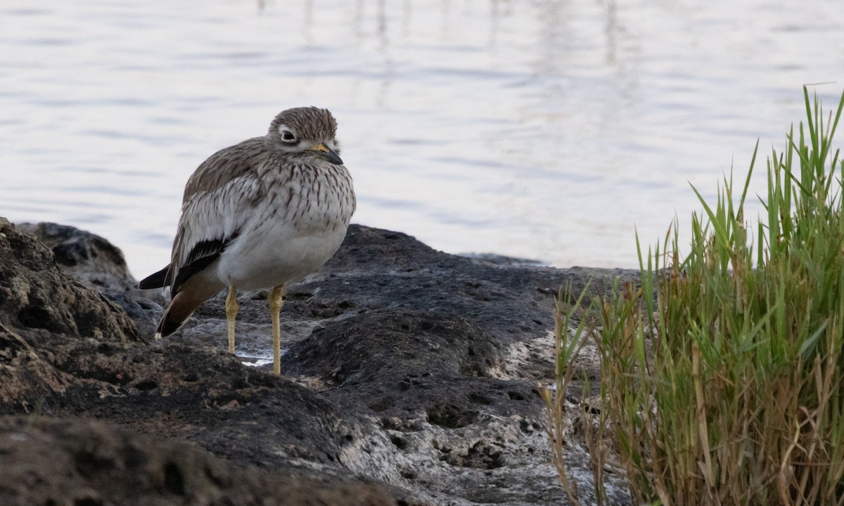 כרוון סנגלי - ML646640692