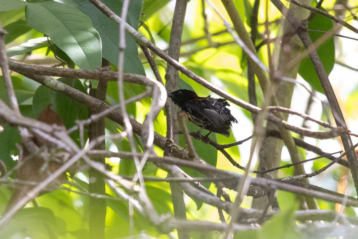 Black-throated Sunbird - ML646640694