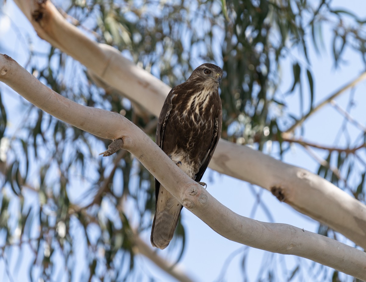 Common Buzzard - ML646640696