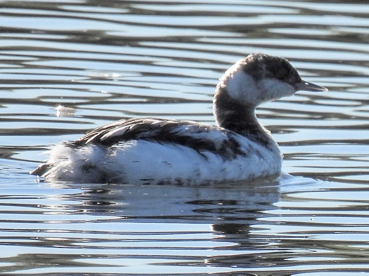 Grèbe à cou noir - ML646640697