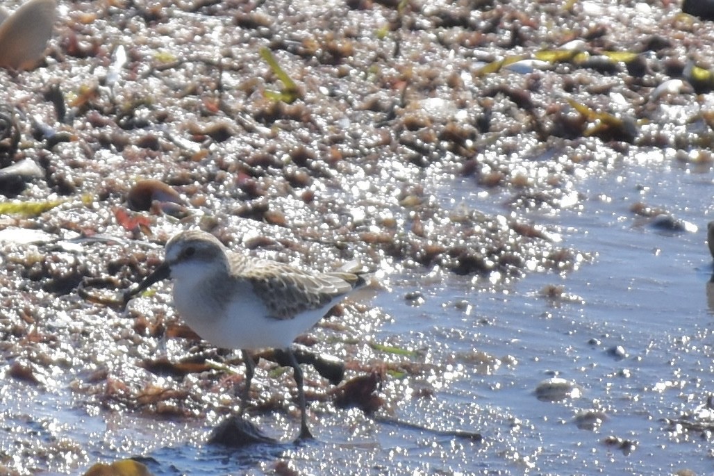 Gambecchio semipalmato - ML646640700