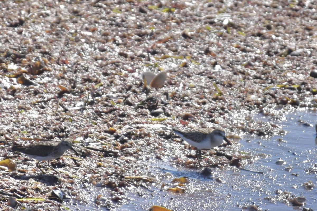 Gambecchio semipalmato - ML646640701