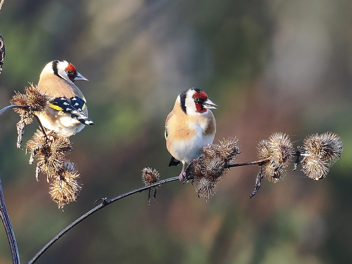 stillits - ML646640703