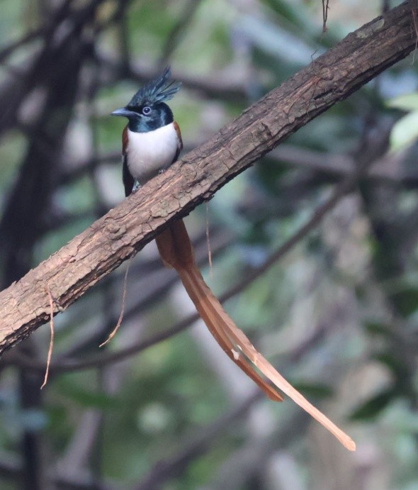 Indian Paradise-Flycatcher - ML646640704
