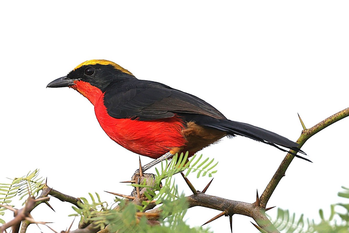 Bubú Coronigualdo - ML646640707