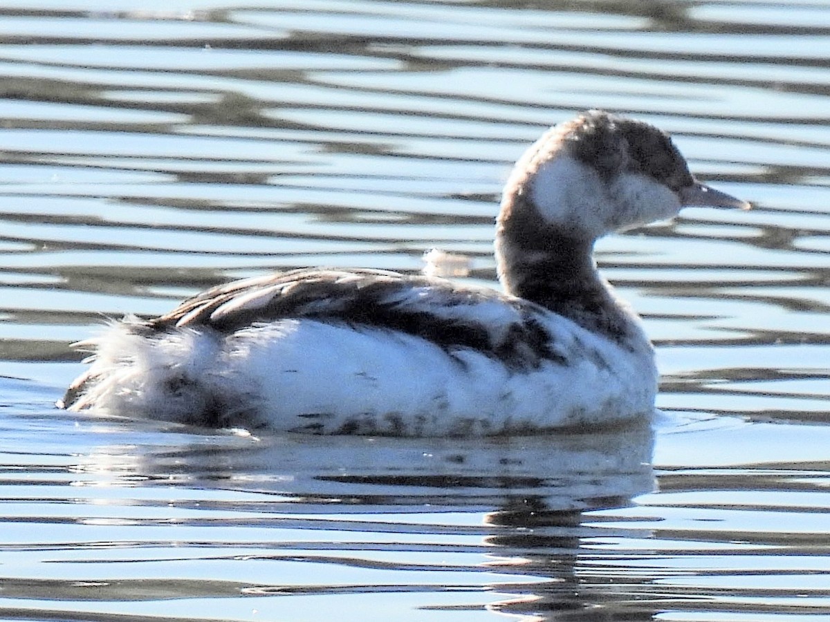 Grèbe à cou noir - ML646640708