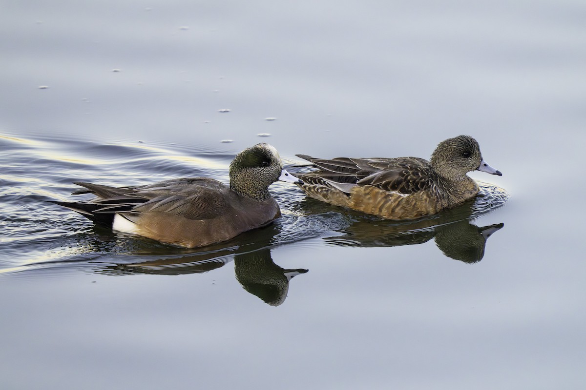 Canard d'Amérique - ML646640709