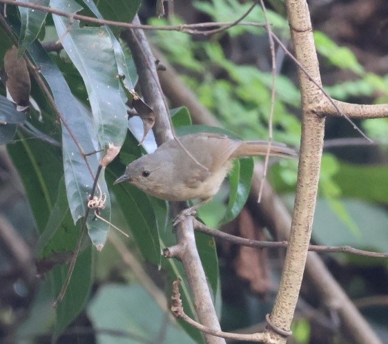 Brown-cheeked Fulvetta - ML646640719