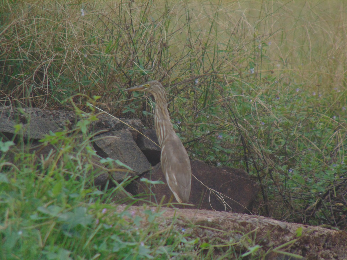 印度池鷺 - ML646640722