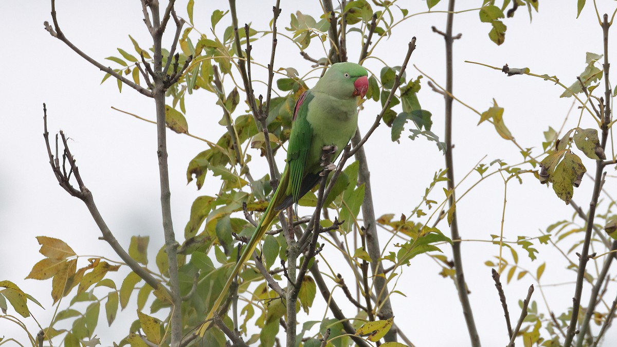 Perruche alexandre - ML646640723