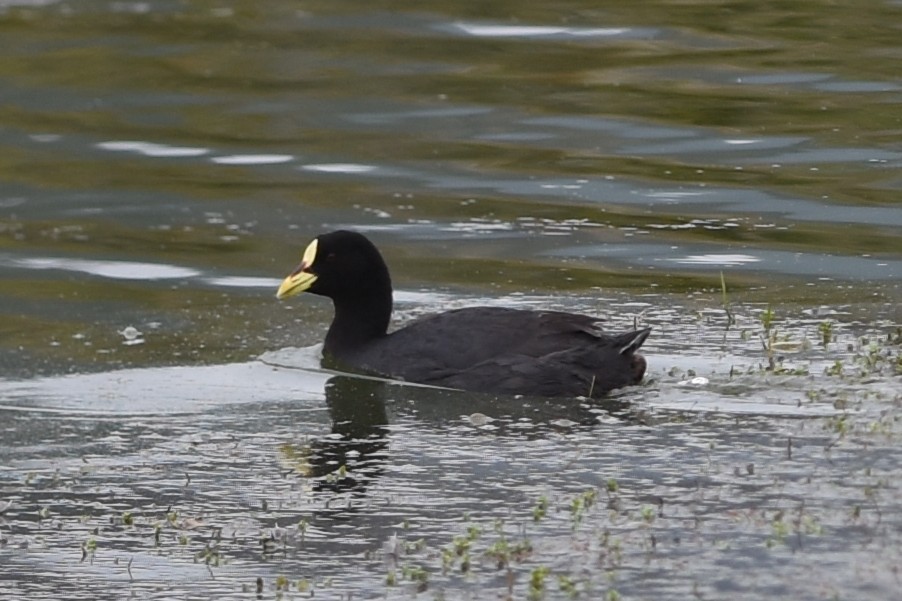 lyska žlutočelá - ML646640724