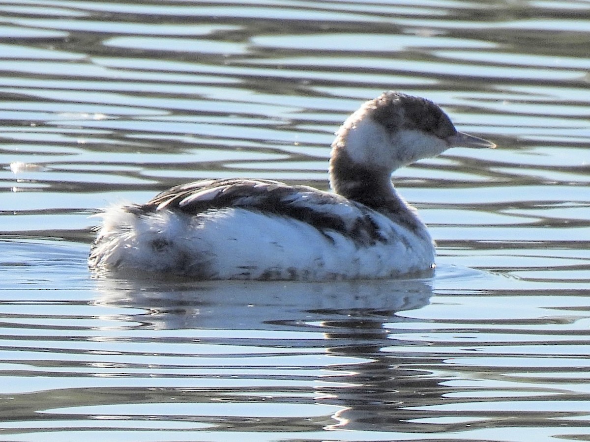 Grèbe à cou noir - ML646640725