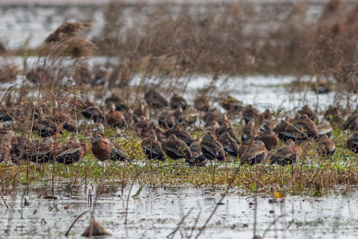 Black-bellied Whistling-Duck - ML646640728