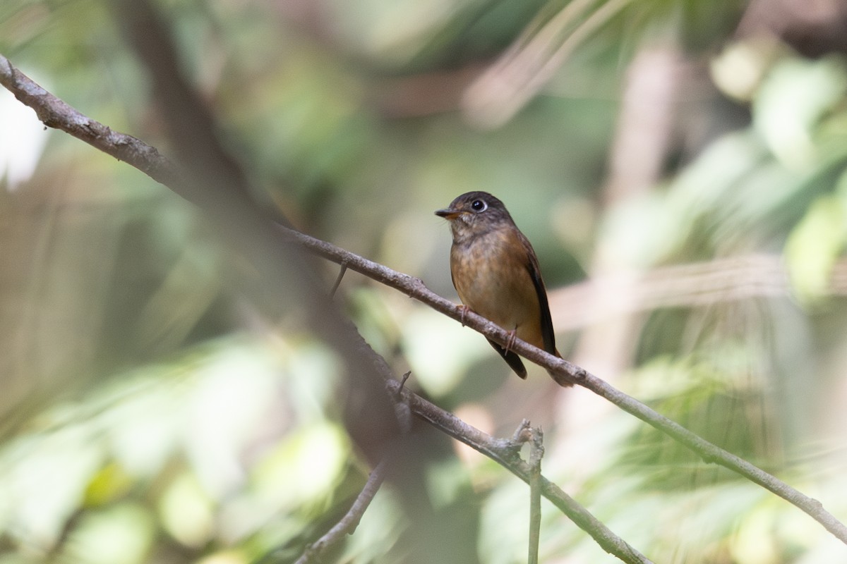 Ferruginous Flycatcher - ML646640738